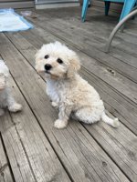 Schnoodle
