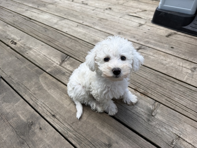 Schnoodle