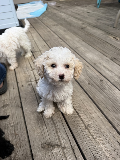 Schnoodle