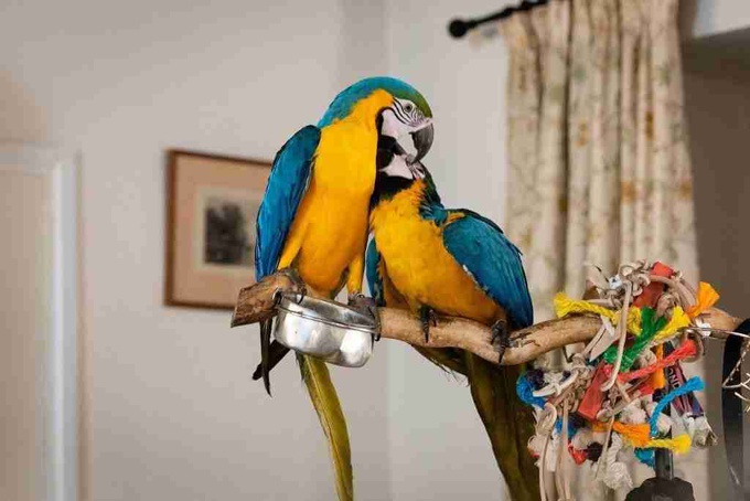 blue and gold macaw