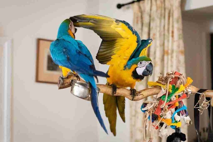 blue and gold macaw