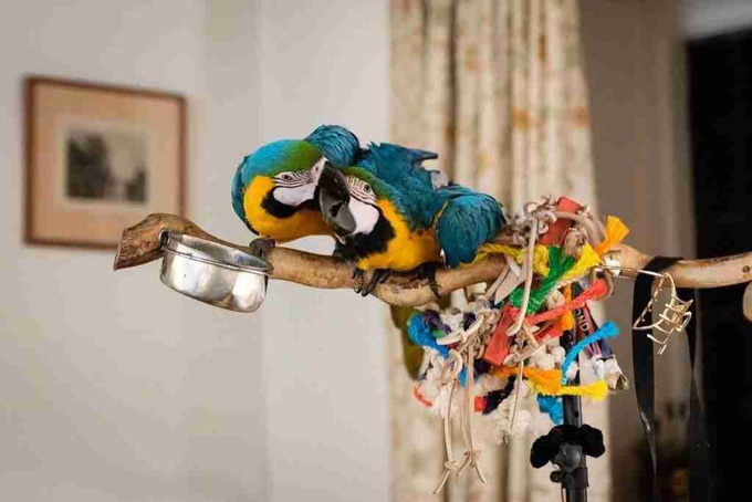 blue and gold macaw