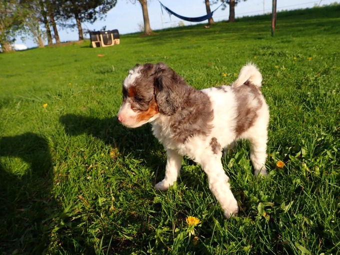Miniature Poodle