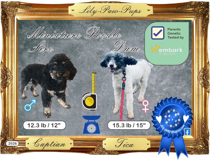 Miniature Poodle