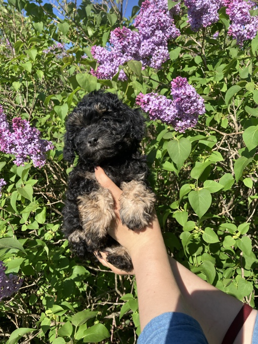 Bichon-Poodle