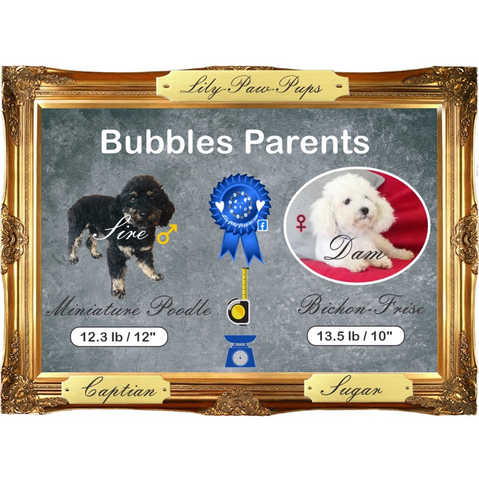 Bichon-Poodle