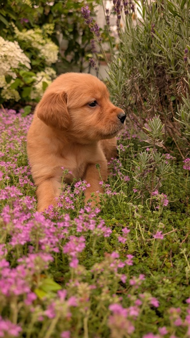 Golden Retriever