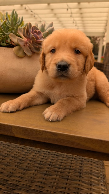 Golden Retriever
