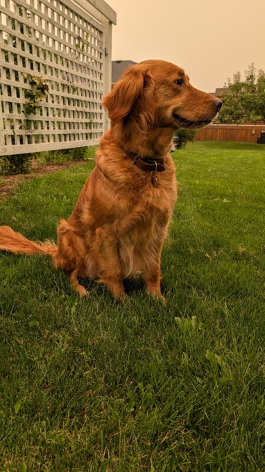 Golden Retriever