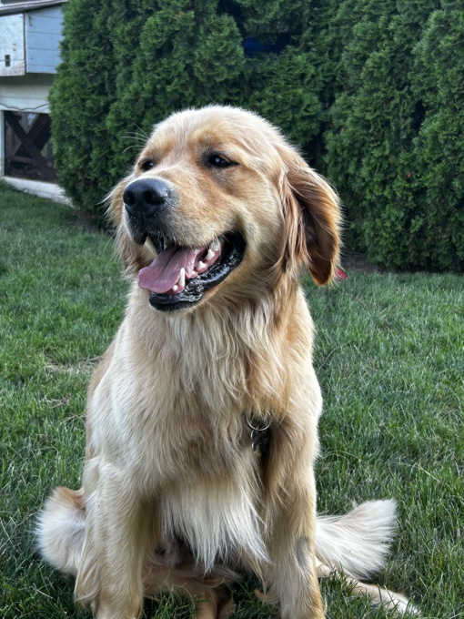 Golden Retriever