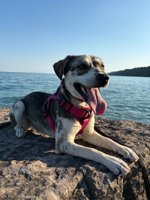 Husky/Pocket Bully Mix