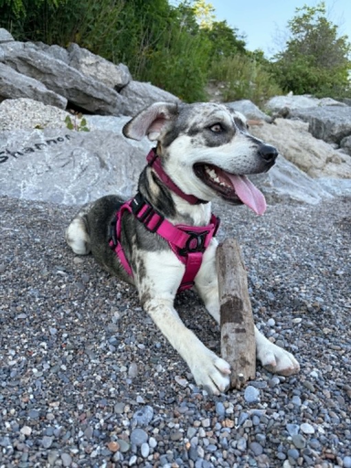 Husky/Pocket Bully Mix