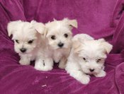 Morkie