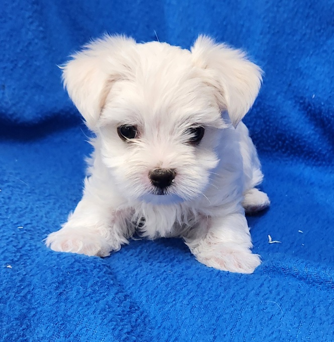 Morkie