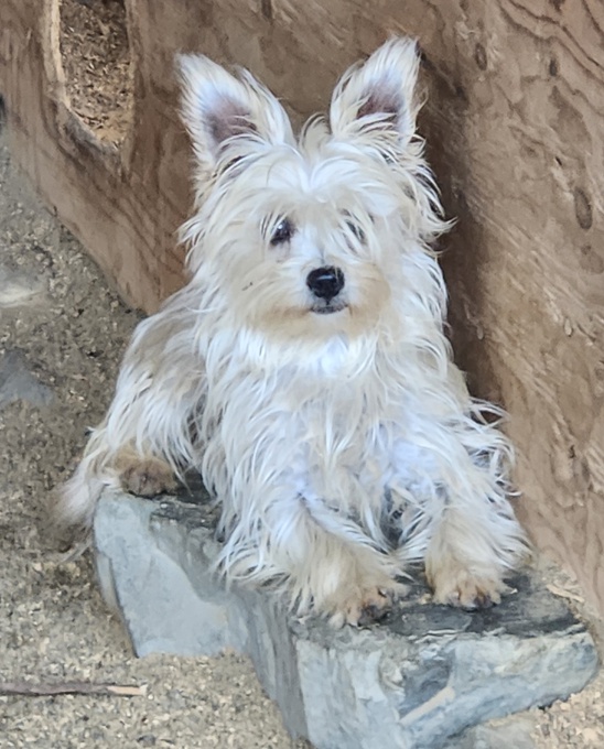 Morkie