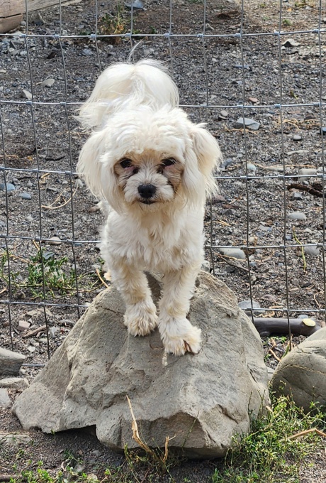 Morkie