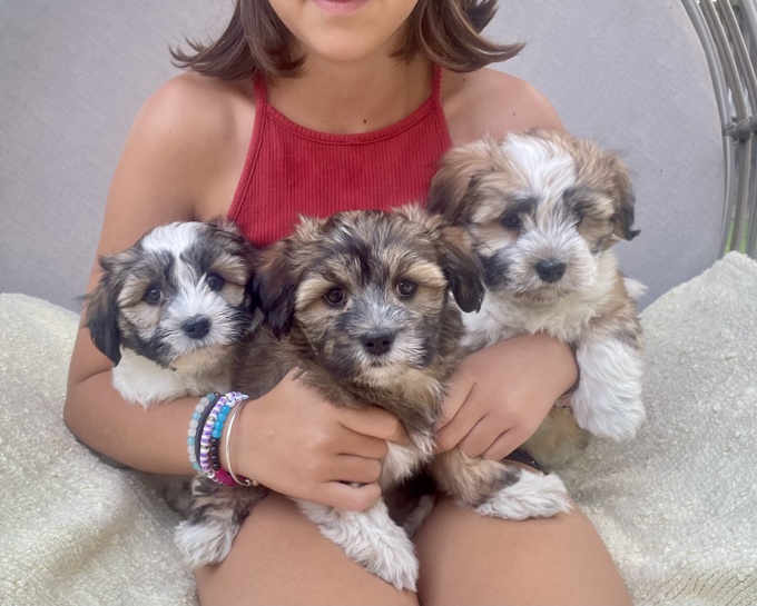 HavaPoo Havanese x Poodle