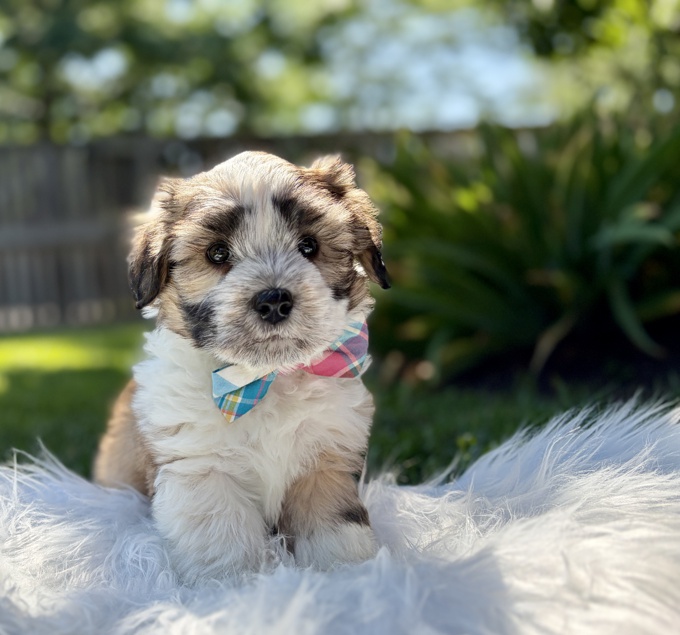 HavaPoo Havanese x Poodle