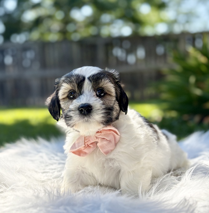 HavaPoo Havanese x Poodle