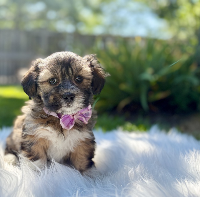 HavaPoo Havanese x Poodle