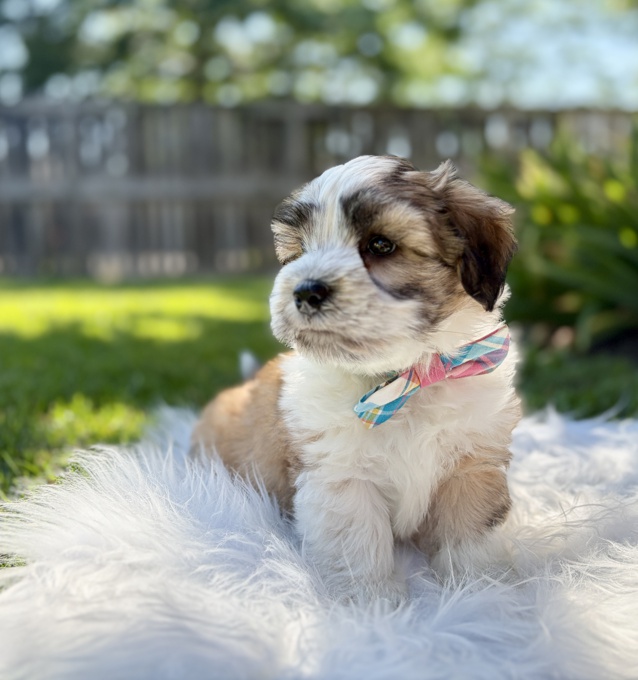 HavaPoo Havanese x Poodle