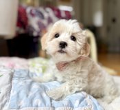 CotonPoo Coton de Tulear Poodle