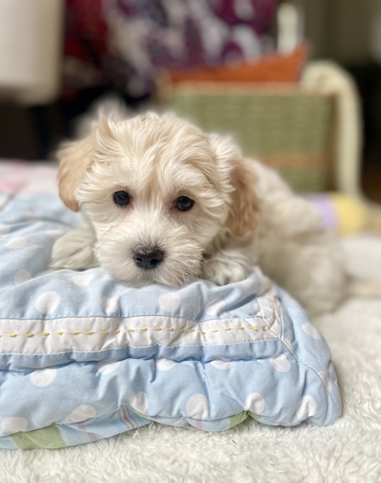 CotonPoo Coton de Tulear Poodle
