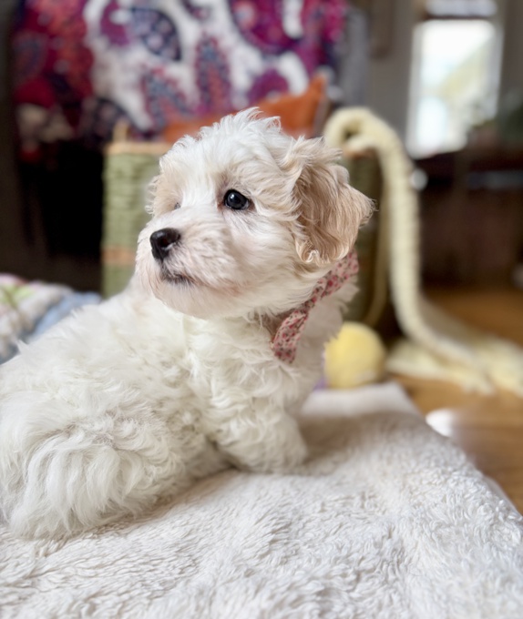 CotonPoo Coton de Tulear Poodle