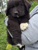 Newfie x Great Pyrenese