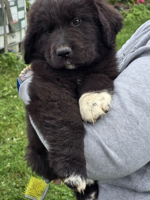 Newfie x Great Pyrenese