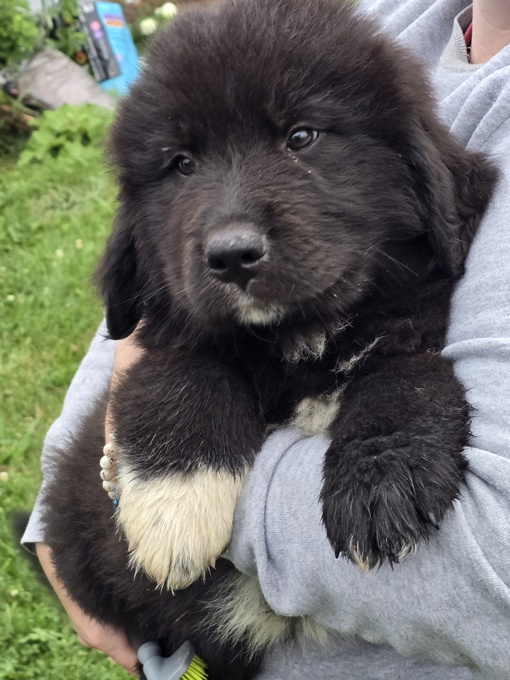 Newfie x Great Pyrenese