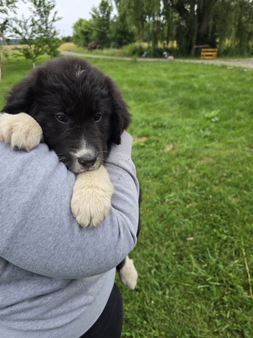 Newfie x Great Pyrenese