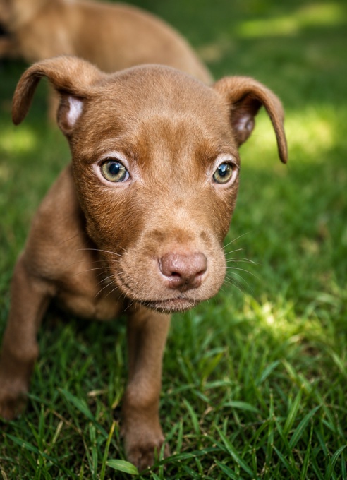 american bullies
