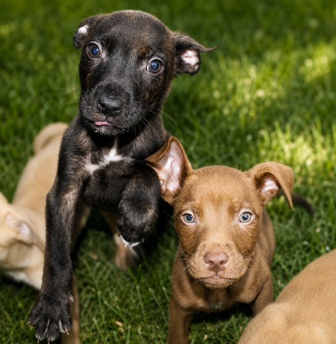 american bullies