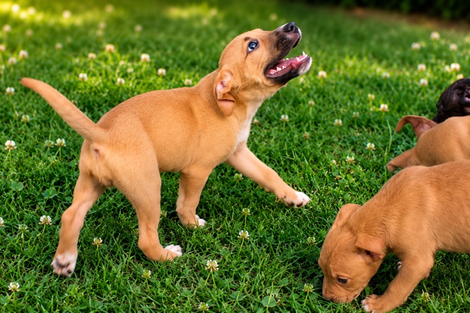 american bullies