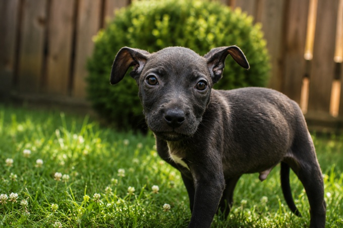 american bullies
