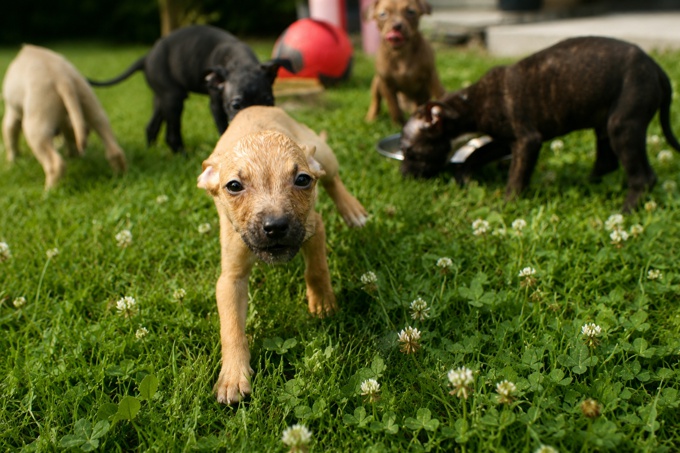 american bullies