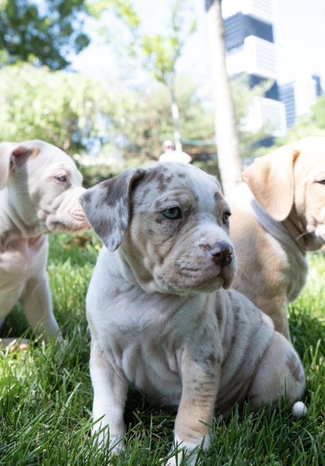 American Bully