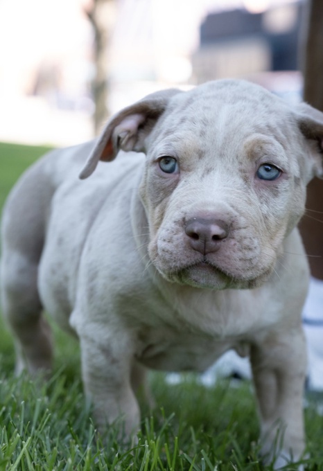 American Bully