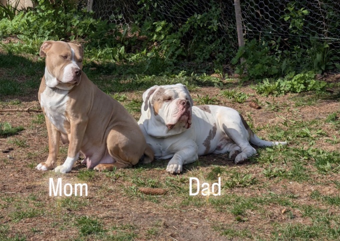 American Bully