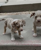 American Bully