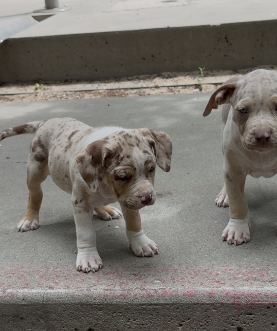 American Bully