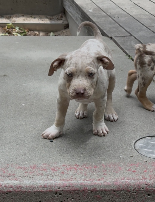 American Bully