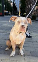 American Bully
