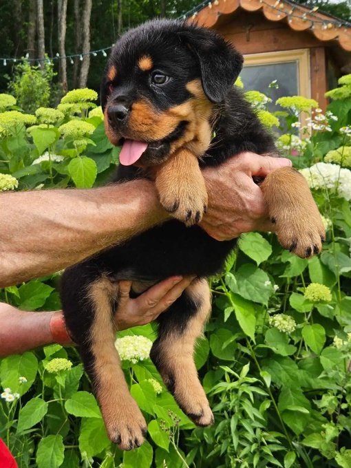 Rottweiler