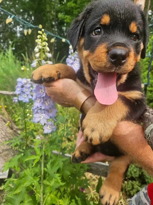 Rottweiler
