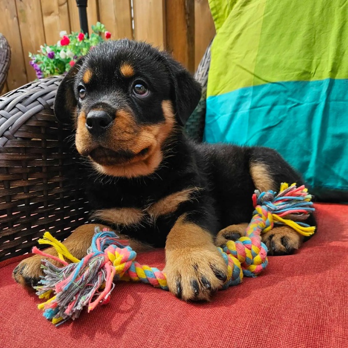 Rottweiler
