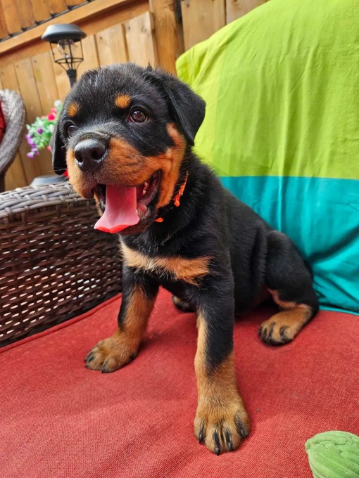 Rottweiler