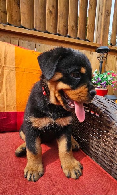 Rottweiler