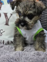 miniature schnauzer